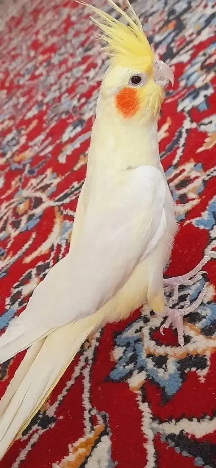 عروس هلندی|پرنده|دوگنبدان, |دیوار