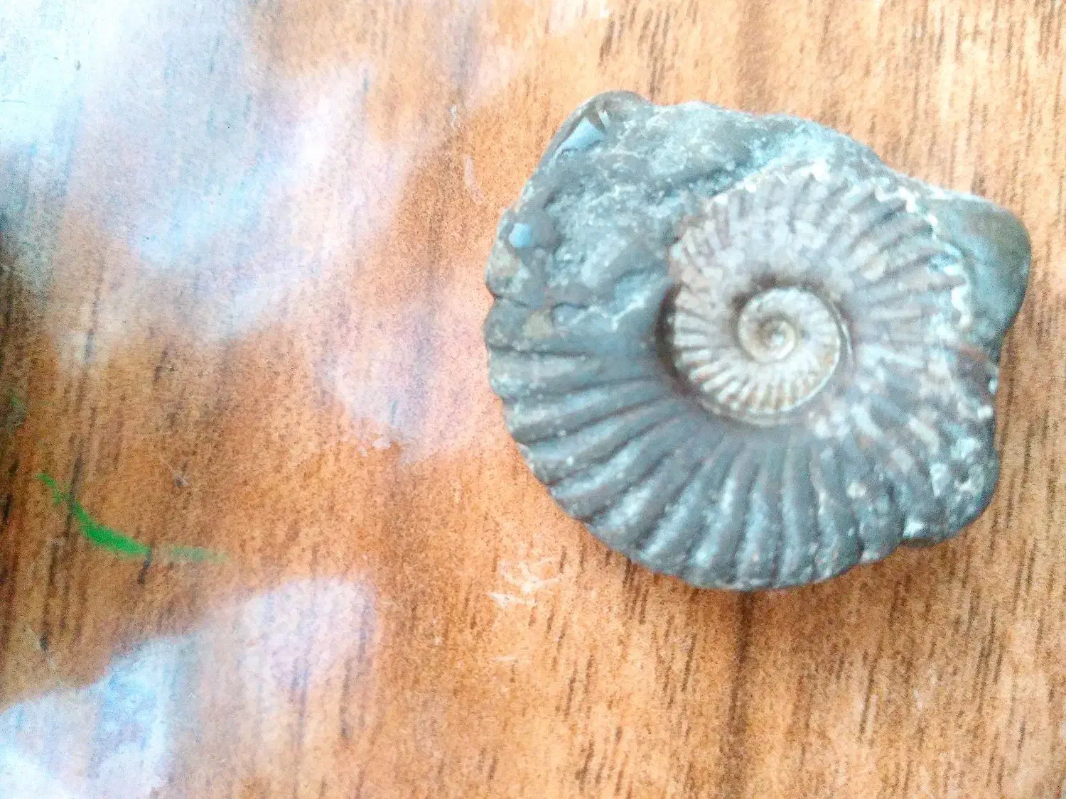 فسیل حلزون|کلکسیون اشیاء عتیقه|نگین شهر, |دیوار