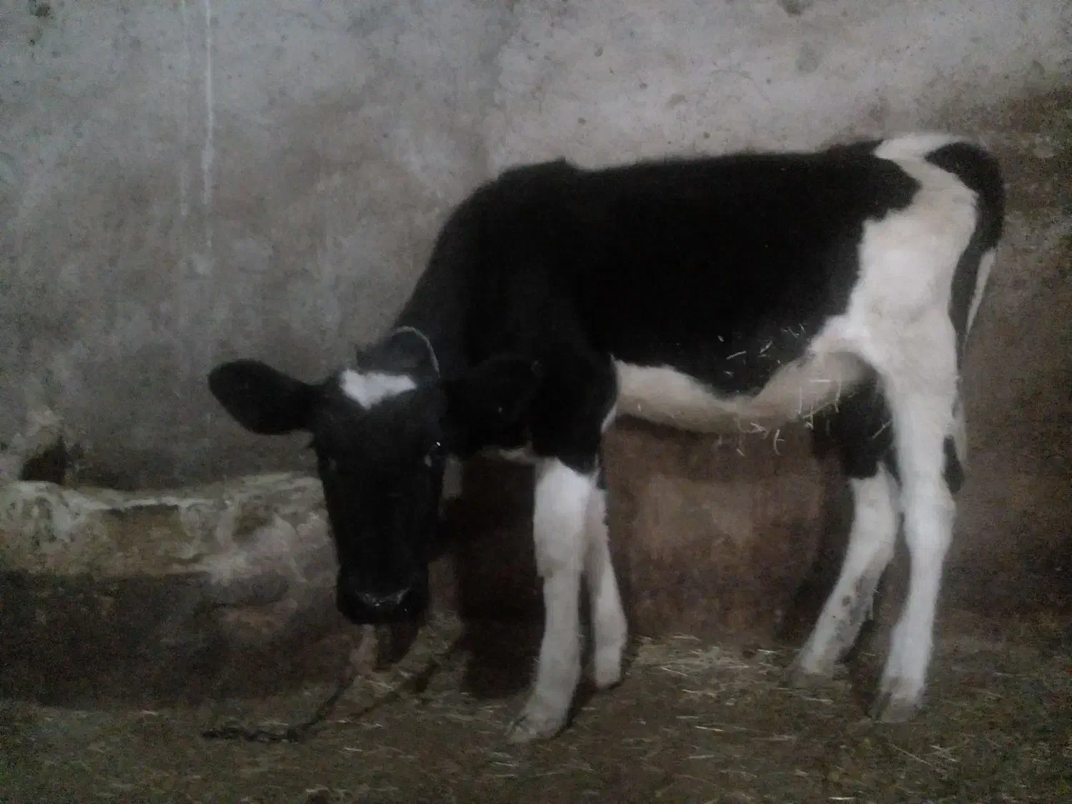 گوساله ماده|حیوانات مزرعه|ایجرود, |دیوار