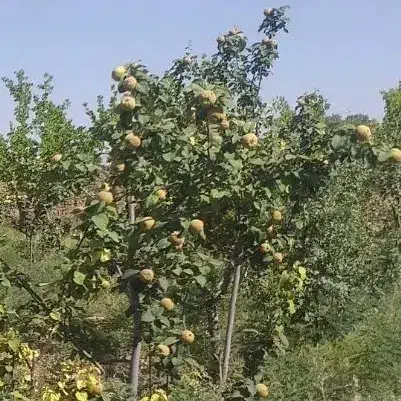 باغ|فروش دفتر صنعتی، کشاورزی، تجاری|نگار, |دیوار