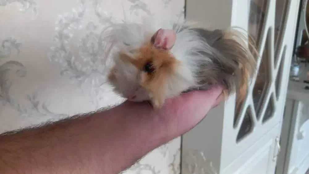 خوکچه هندی|موش و خرگوش|اندیشه, اندیشه فاز ۵|دیوار