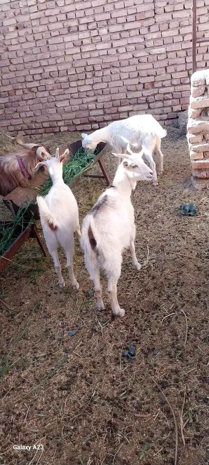 سانن|حیوانات مزرعه|سده (خراسان جنوبی), |دیوار