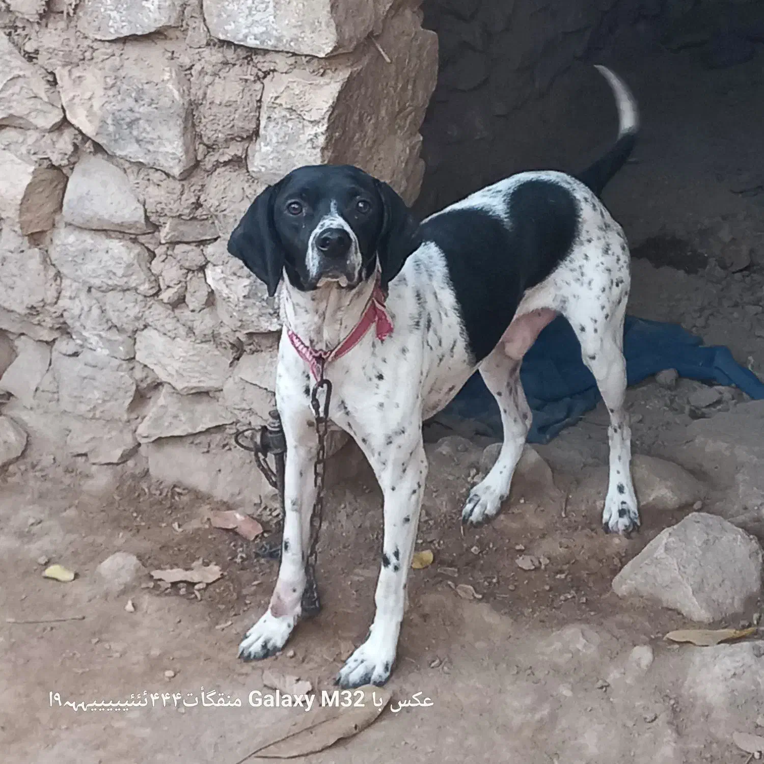 سگ شکاری|سگ|گلی داغ, |دیوار