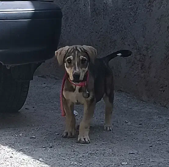 توله سگ پژدر ماده|سگ|قروه, |دیوار