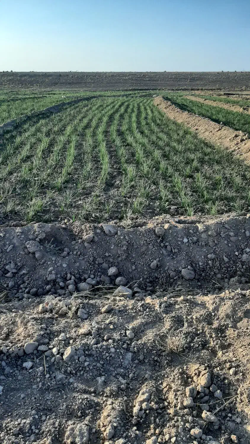 فروش زعفران نگین پوشال|حراج|زاوه, |دیوار