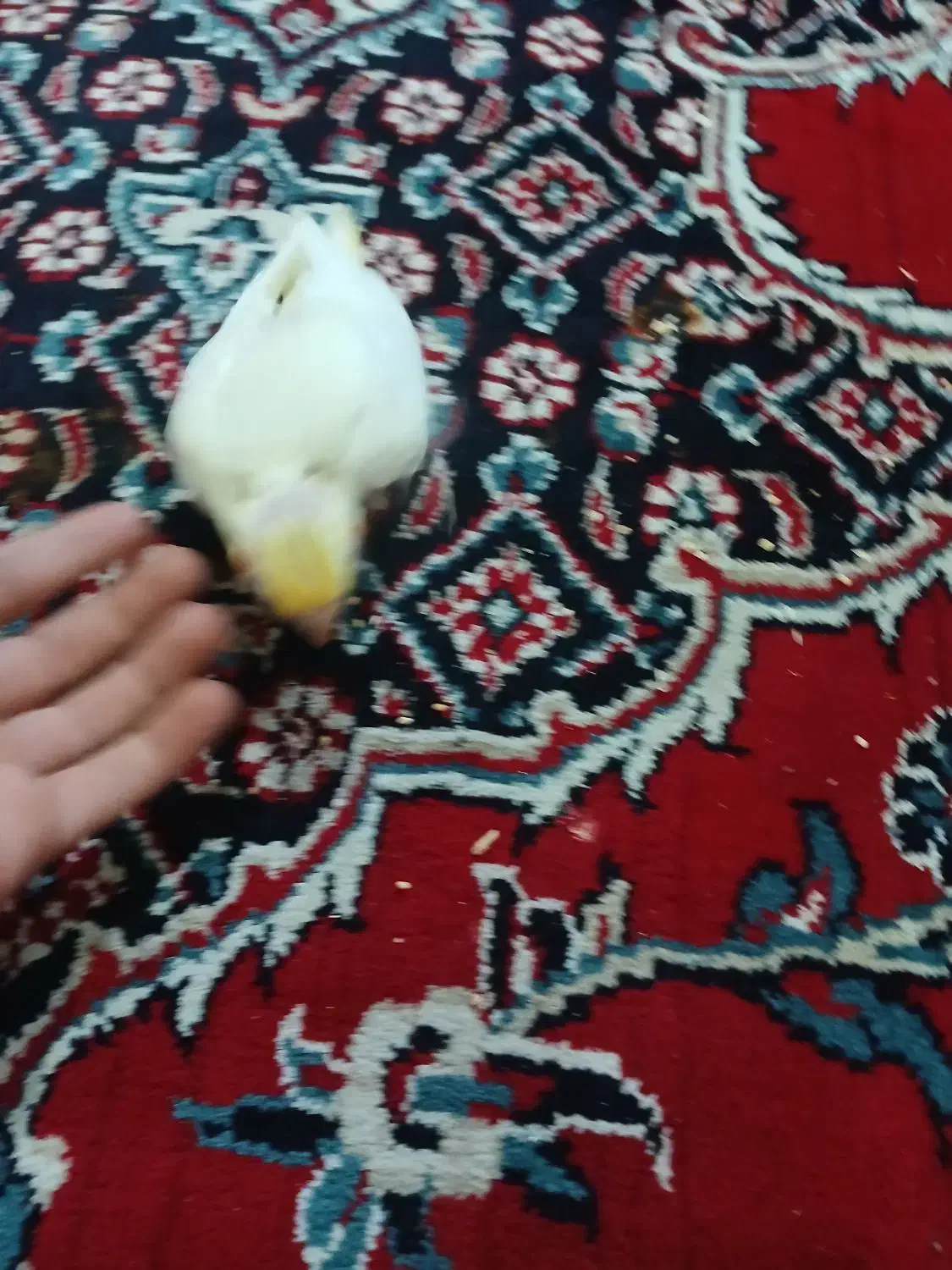 عروس هلندی سرلاکی|پرنده|رباطکریم, آدران|دیوار