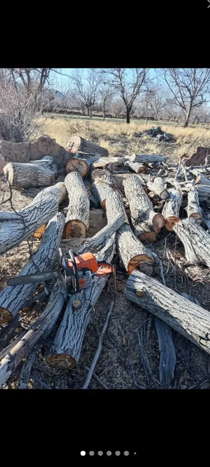 خرید چوب با بالاترین قیمت تسویه سر باسکول|خدمات باغبانی و درختکاری|زنجان, |دیوار