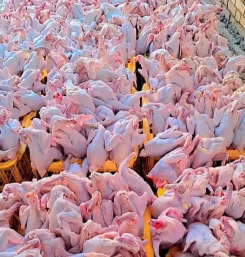 پناهنده|خوردنی و آشامیدنی|سوق, |دیوار