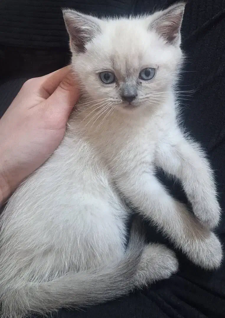 واگذاری گربه بریتیش|گربه|مشهد, ادیب نیشابوری (شهرک غرب)|دیوار