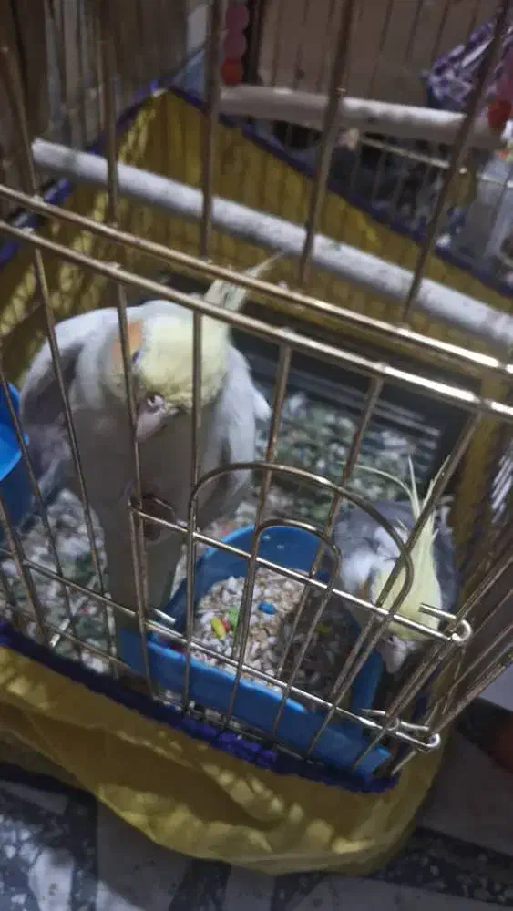 عروس هلندی|پرنده|اندیمشک, |دیوار