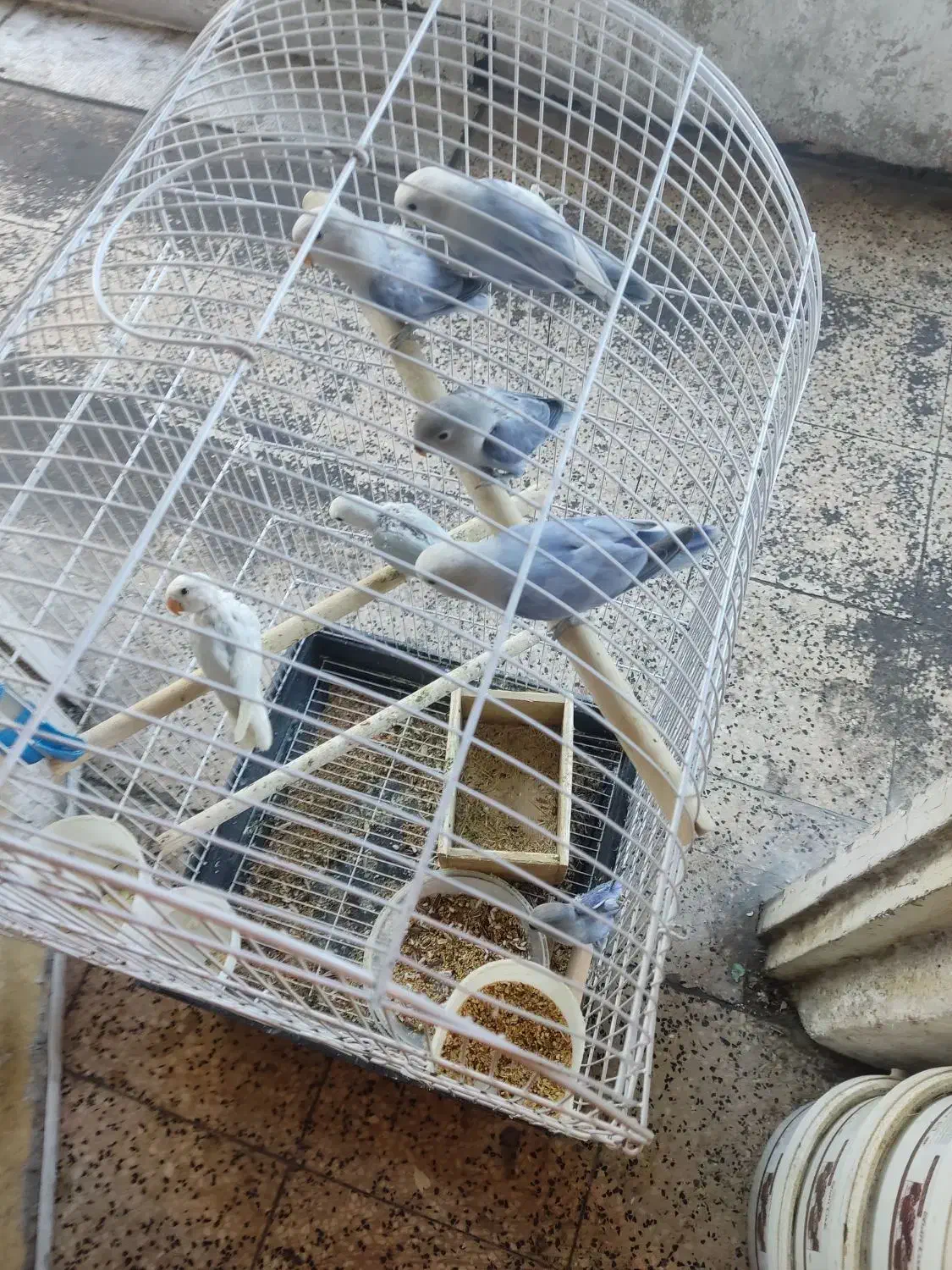 طوطی برزیلی رنگ خواص|پرنده|رشت, بازار|دیوار