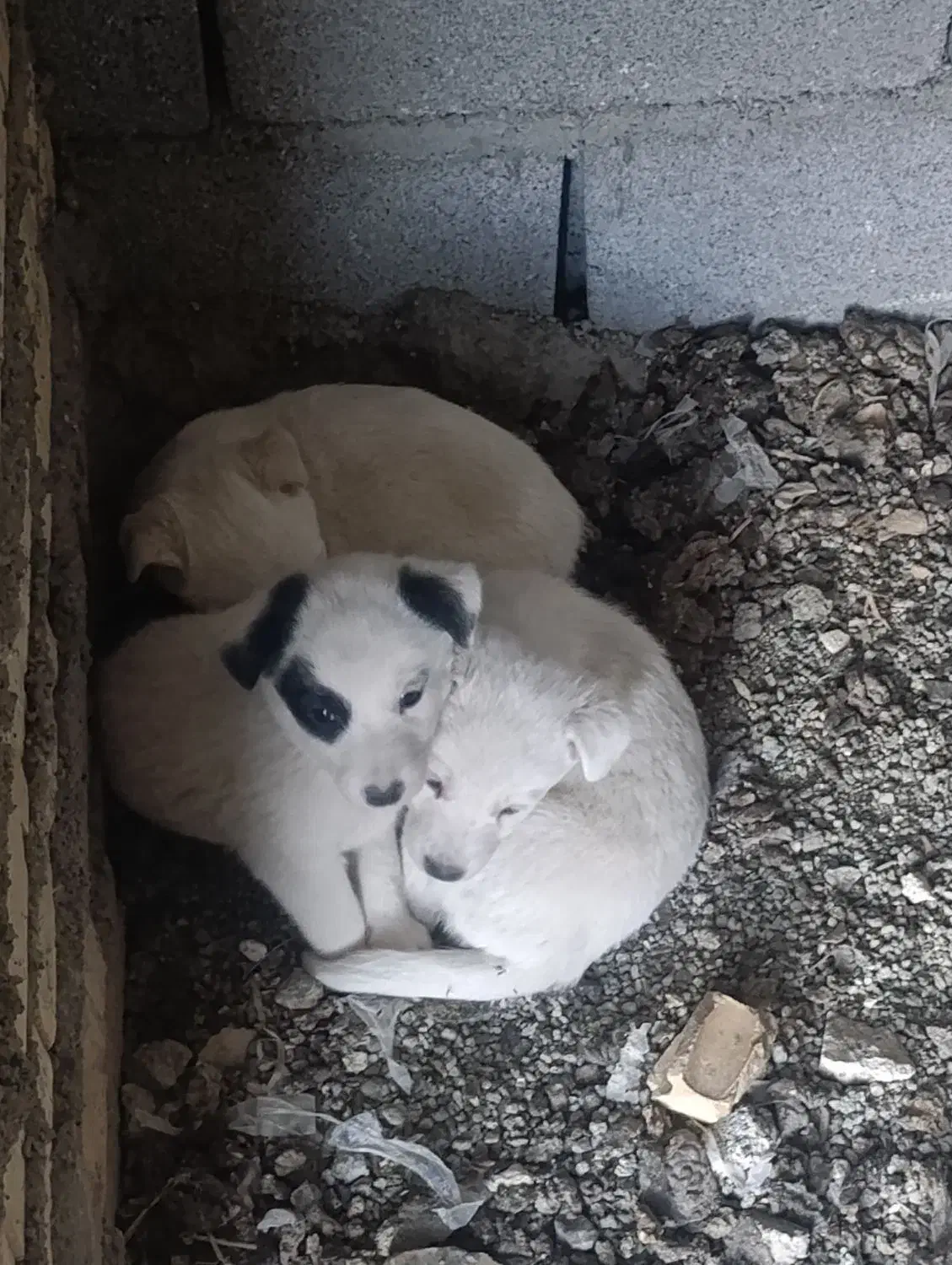 توله سگ پا کوتاه|سگ|بروجرد, |دیوار