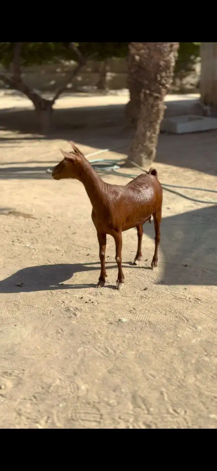 حیوون ناب|حیوانات مزرعه|قائن, |دیوار