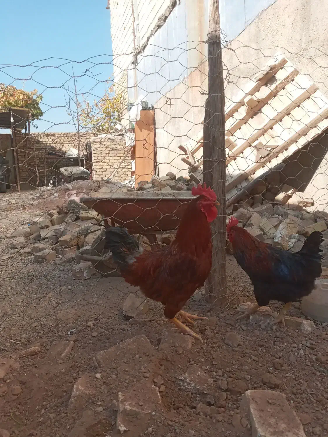 یک عدد خروس محلی|حیوانات مزرعه|تاکستان, |دیوار