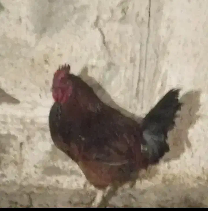 فروش خروس برای شب یلدا|حیوانات مزرعه|بازرگان, |دیوار