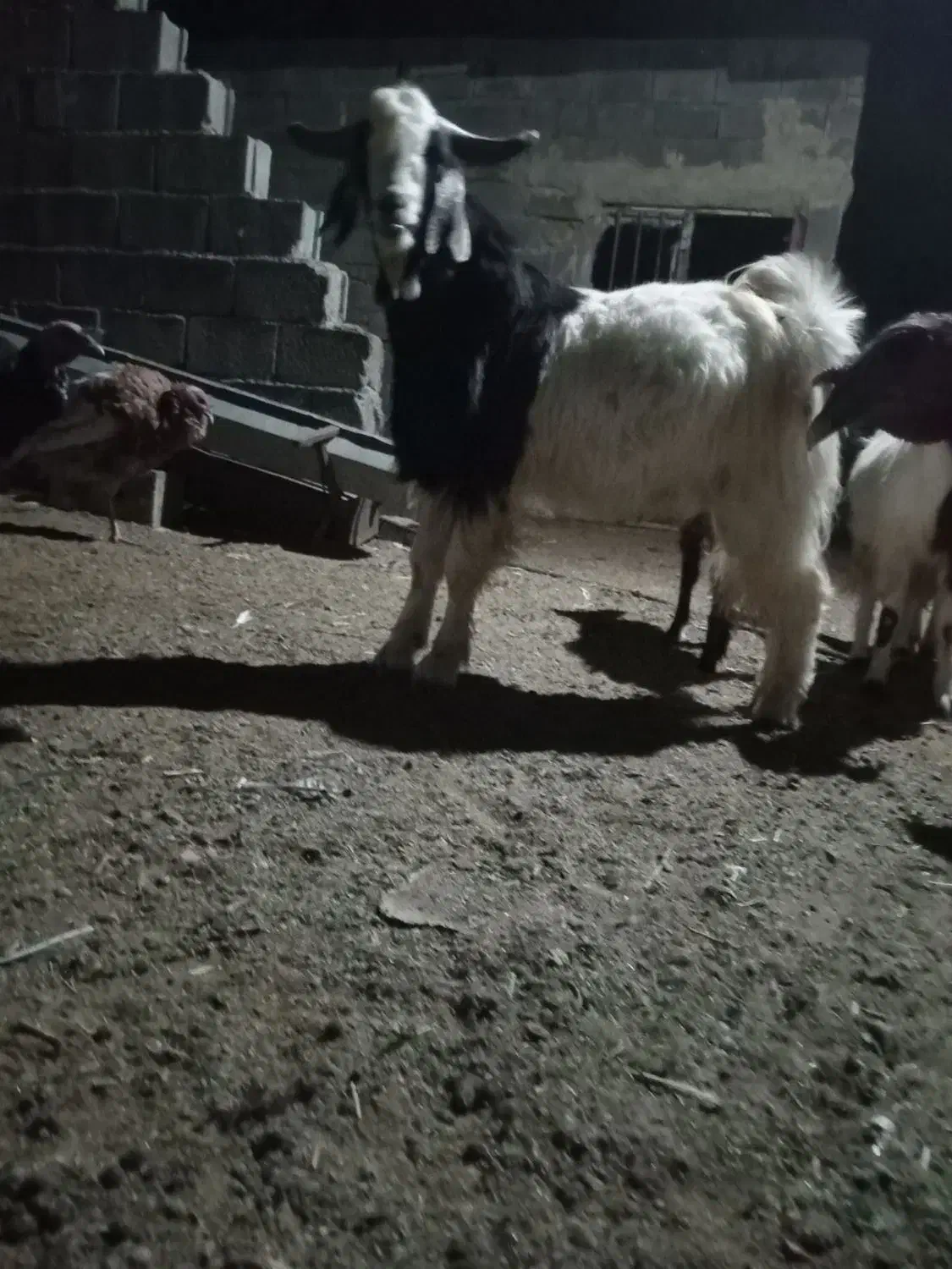 نربز|حیوانات مزرعه|رضویه, |دیوار