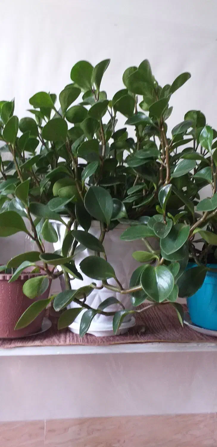 گل آپارتمانی|گل و گیاه طبیعی|سراب, |دیوار