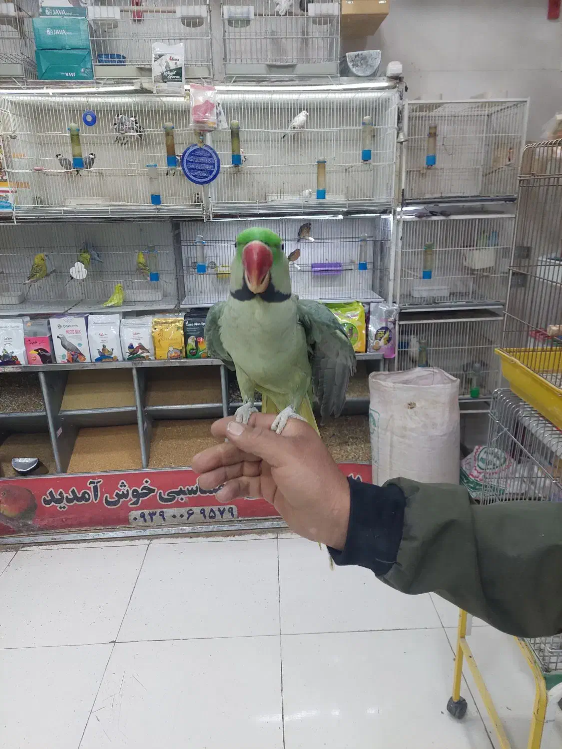 پرنده دستی سخنگو|پرنده|شیراز, شهرک پرواز|دیوار