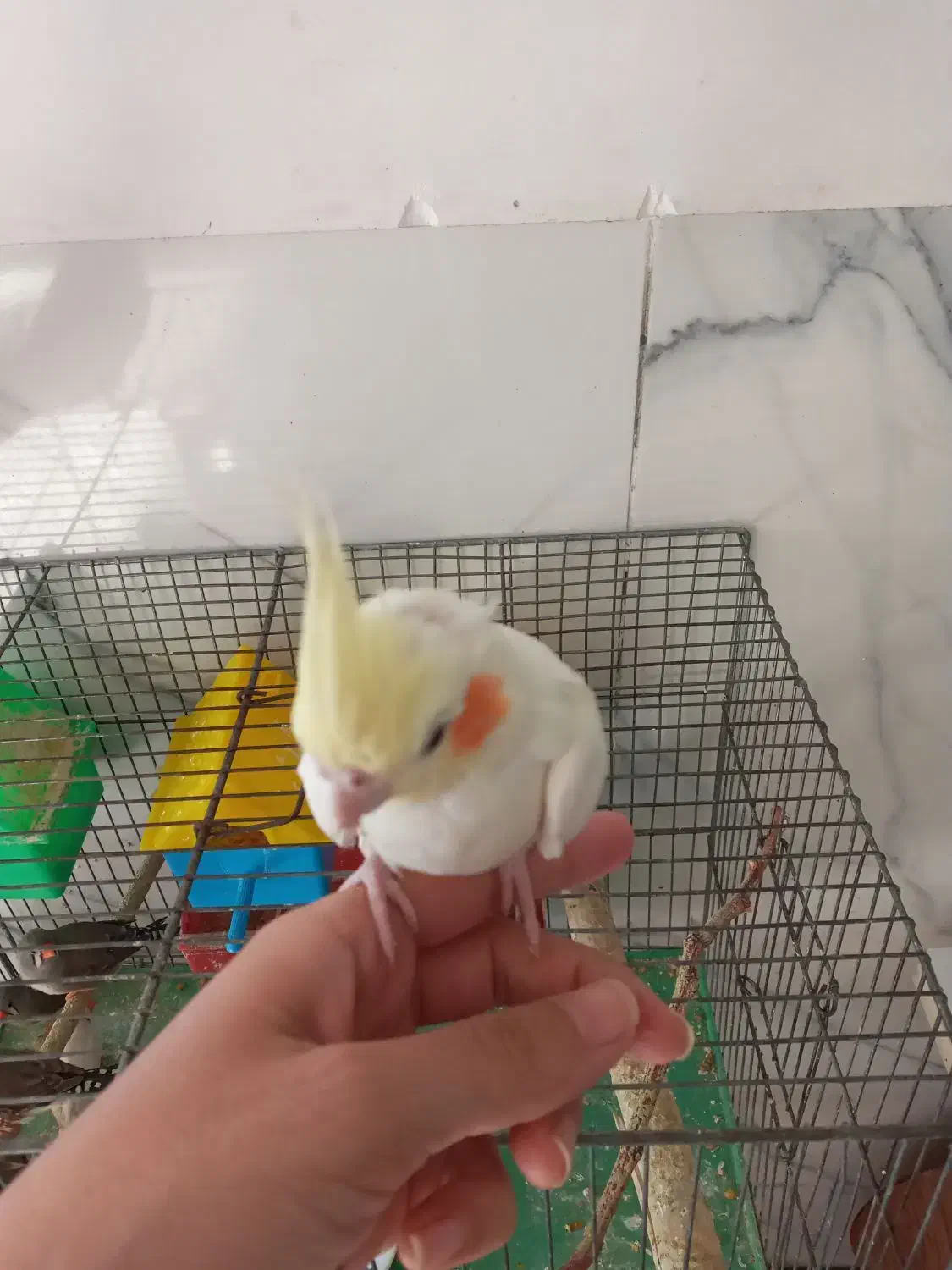 عروس هلندی|پرنده|اصفهان, فجر|دیوار