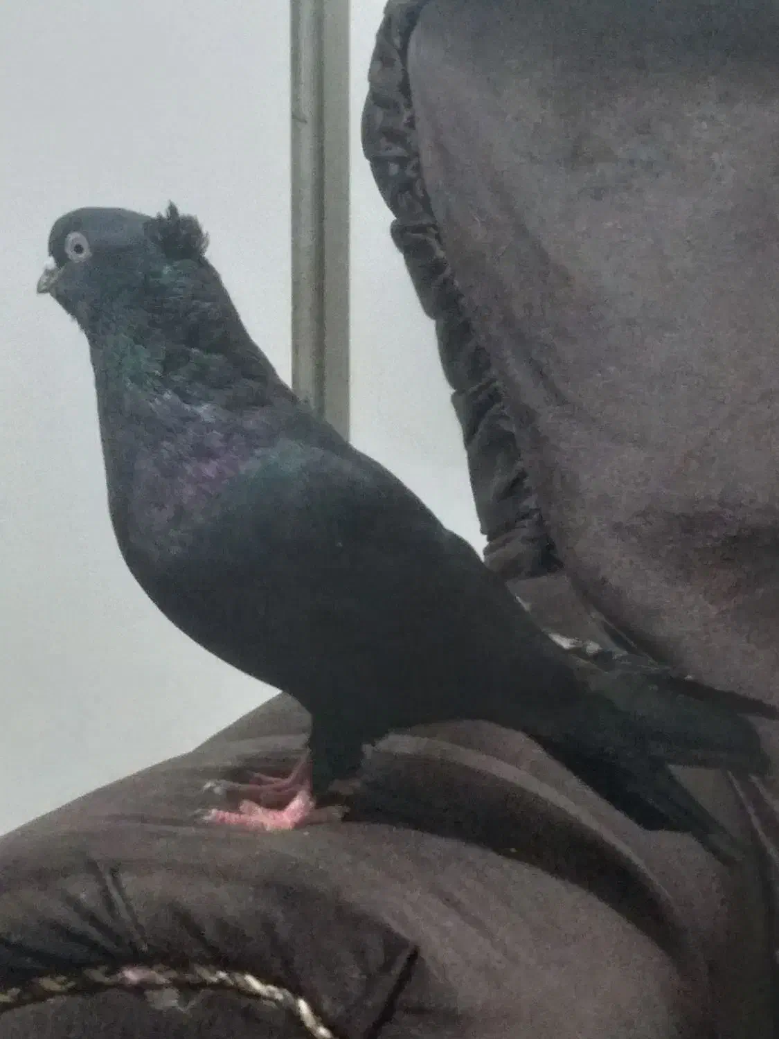 کبوتر قعطه دار کاکلی|پرنده|میاندوآب, |دیوار