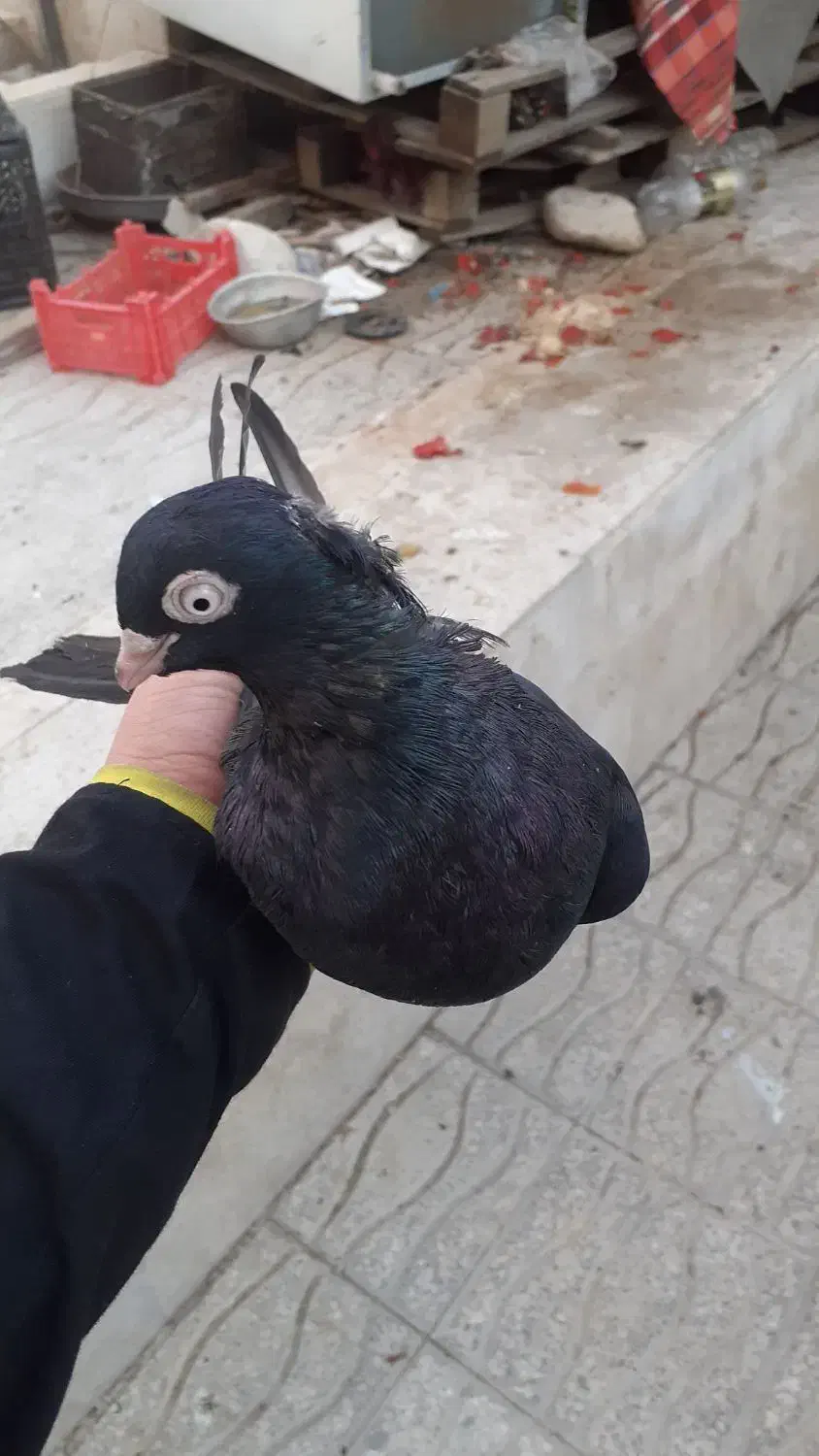 زاغ صرب و طوقی|پرنده|شیراز, آبیاری|دیوار