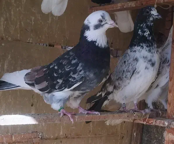 کفتر کبوتر|پرنده|مشکیندشت, |دیوار