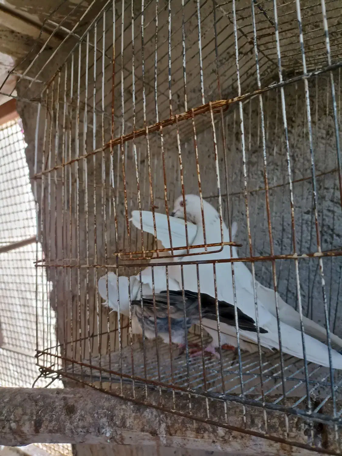 کبوتر کله دمسبز|پرنده|یزد, |دیوار