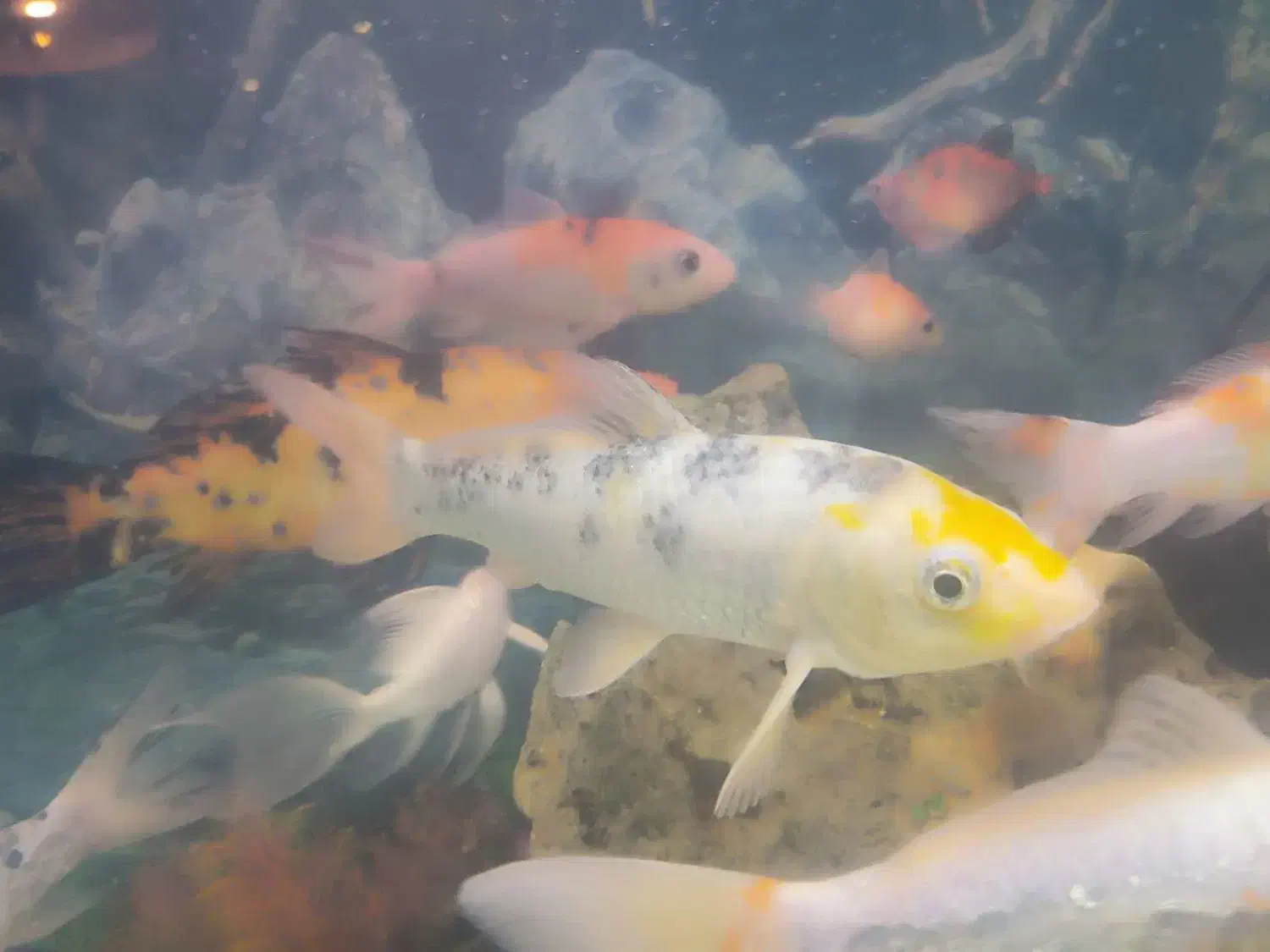 فروش ماهی کوی|ماهی|یزد, |دیوار