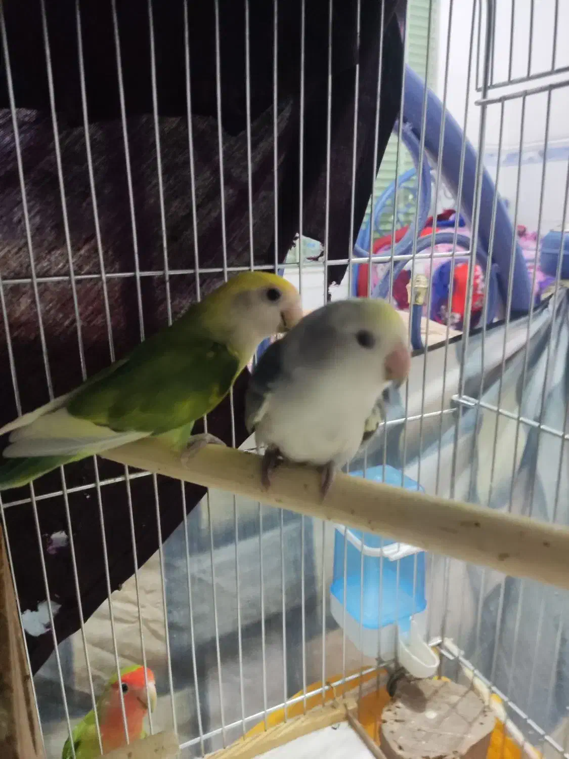 کوتوله برزیلی|پرنده|ابرکوه, |دیوار