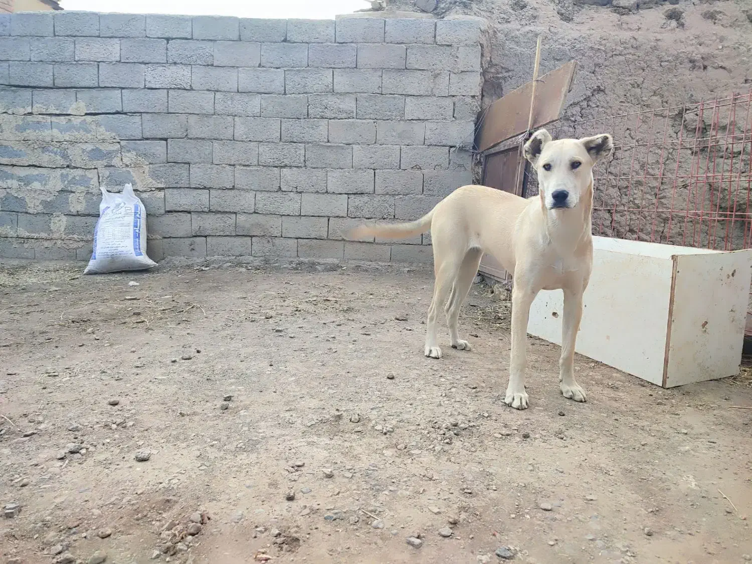 توله سگ سرابی ماده|سگ|سراب, |دیوار