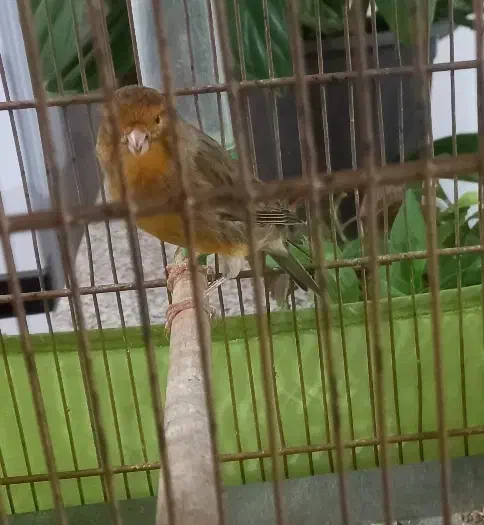 قناری مست شلاقی|پرنده|قیدار, |دیوار