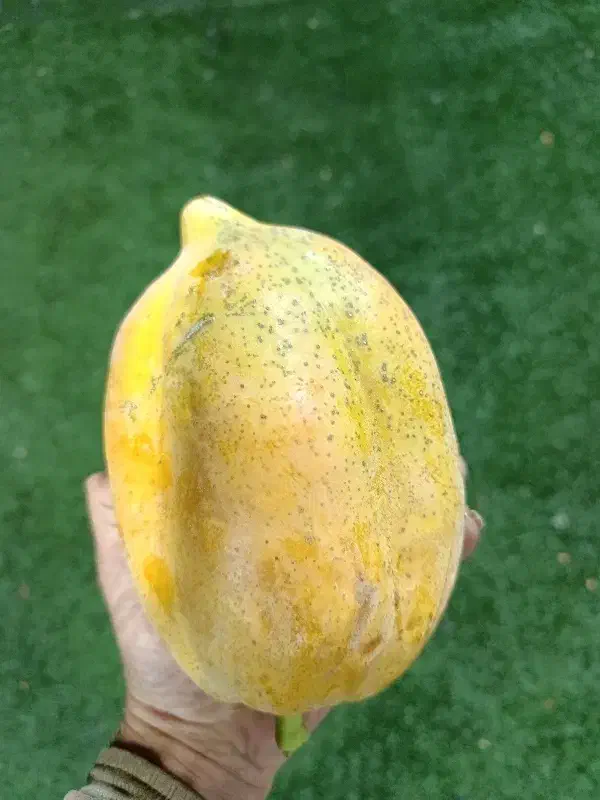 پاپایا|خوردنی و آشامیدنی|شیراز, تندگویان|دیوار