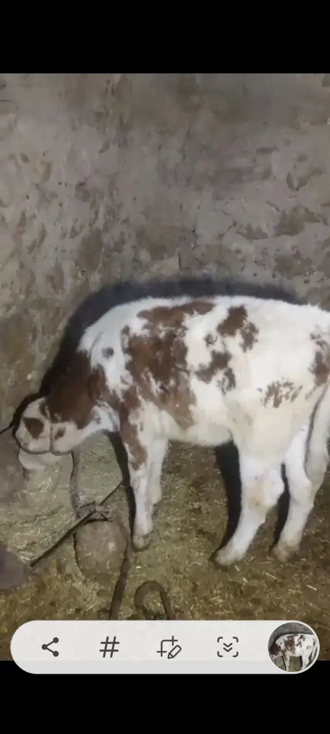 گوساله|حیوانات مزرعه|پاتاوه, |دیوار