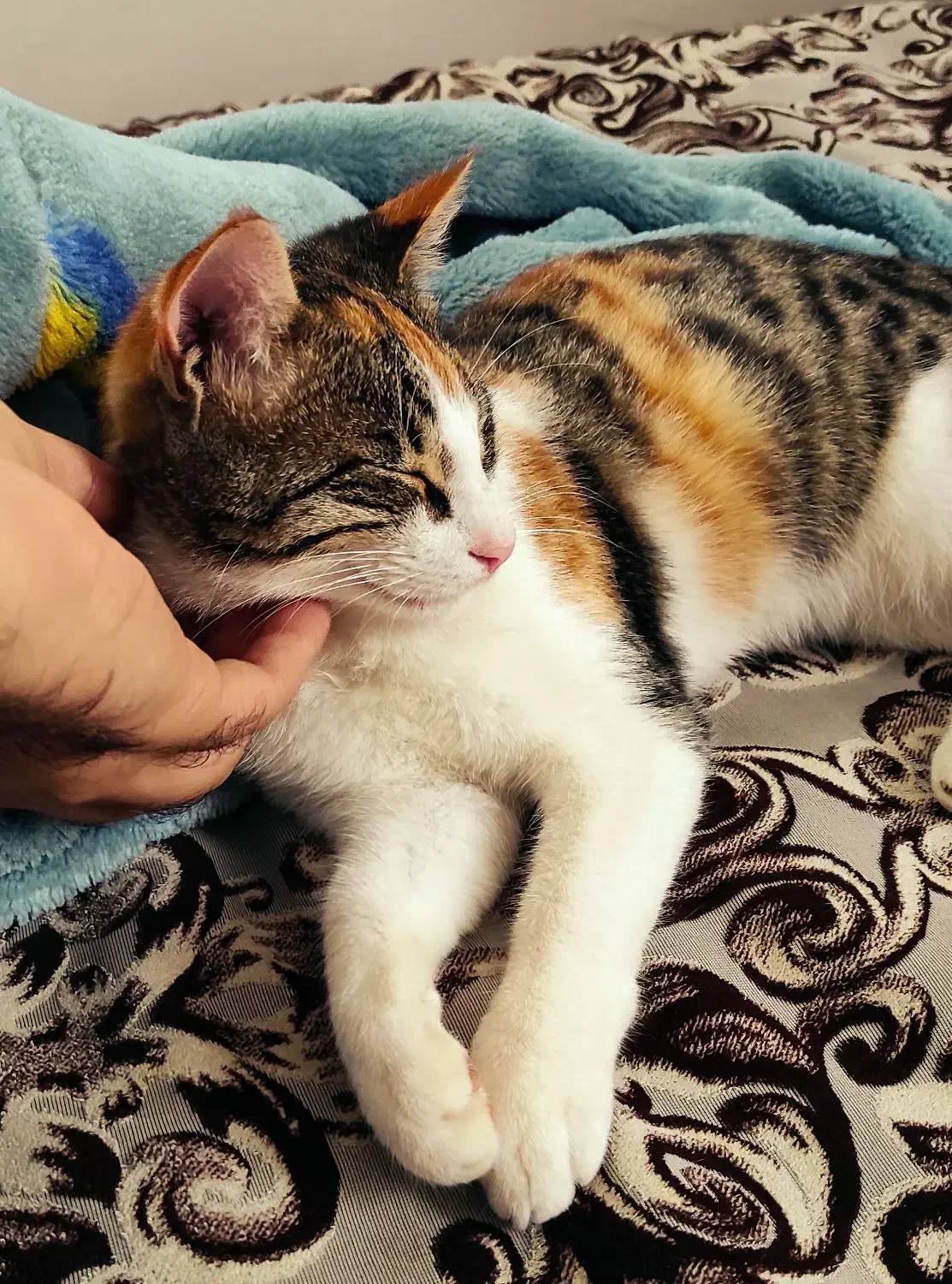 واگذاری رایگان ۲ عدد بچه گربه|گربه|ماسال, |دیوار