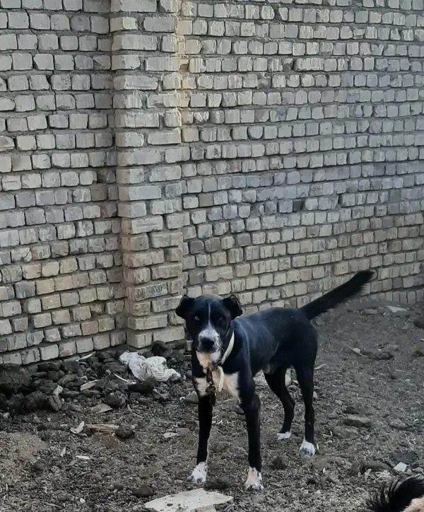 واگذاری سگ|سگ|معصومیه, |دیوار