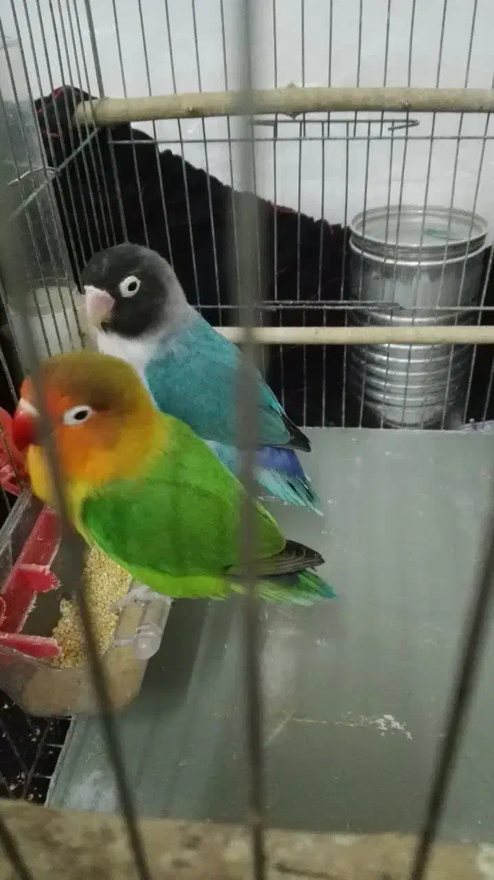 یک جفت طوطی برزیلی|پرنده|رشت, حمیدیان|دیوار