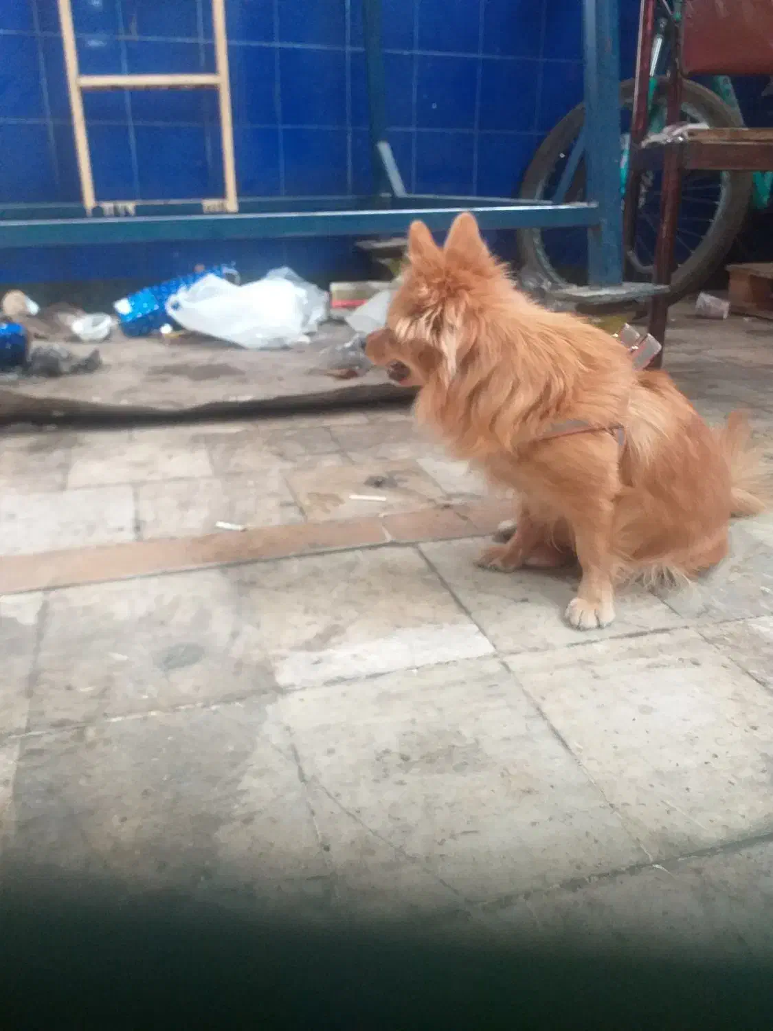 یک سگ روباهی نژاد دار خوشکل|سگ|بوکان, |دیوار