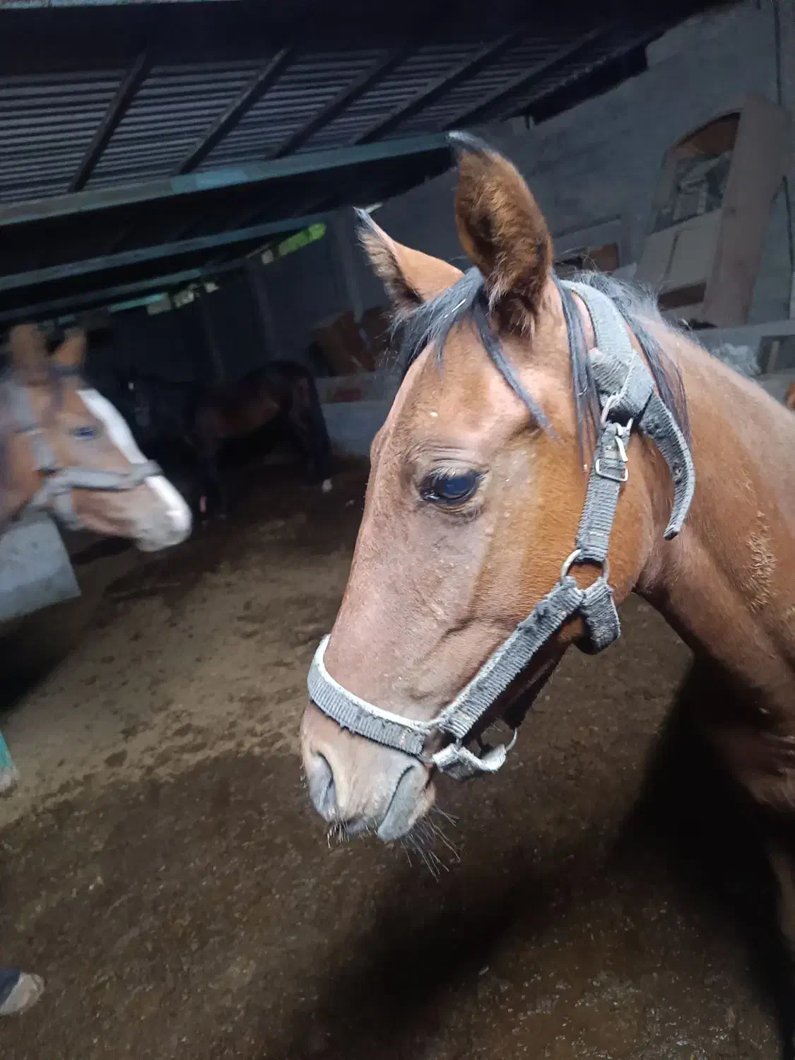 اسب|اسب و تجهیزات اسبسواری|شوشتر, |دیوار