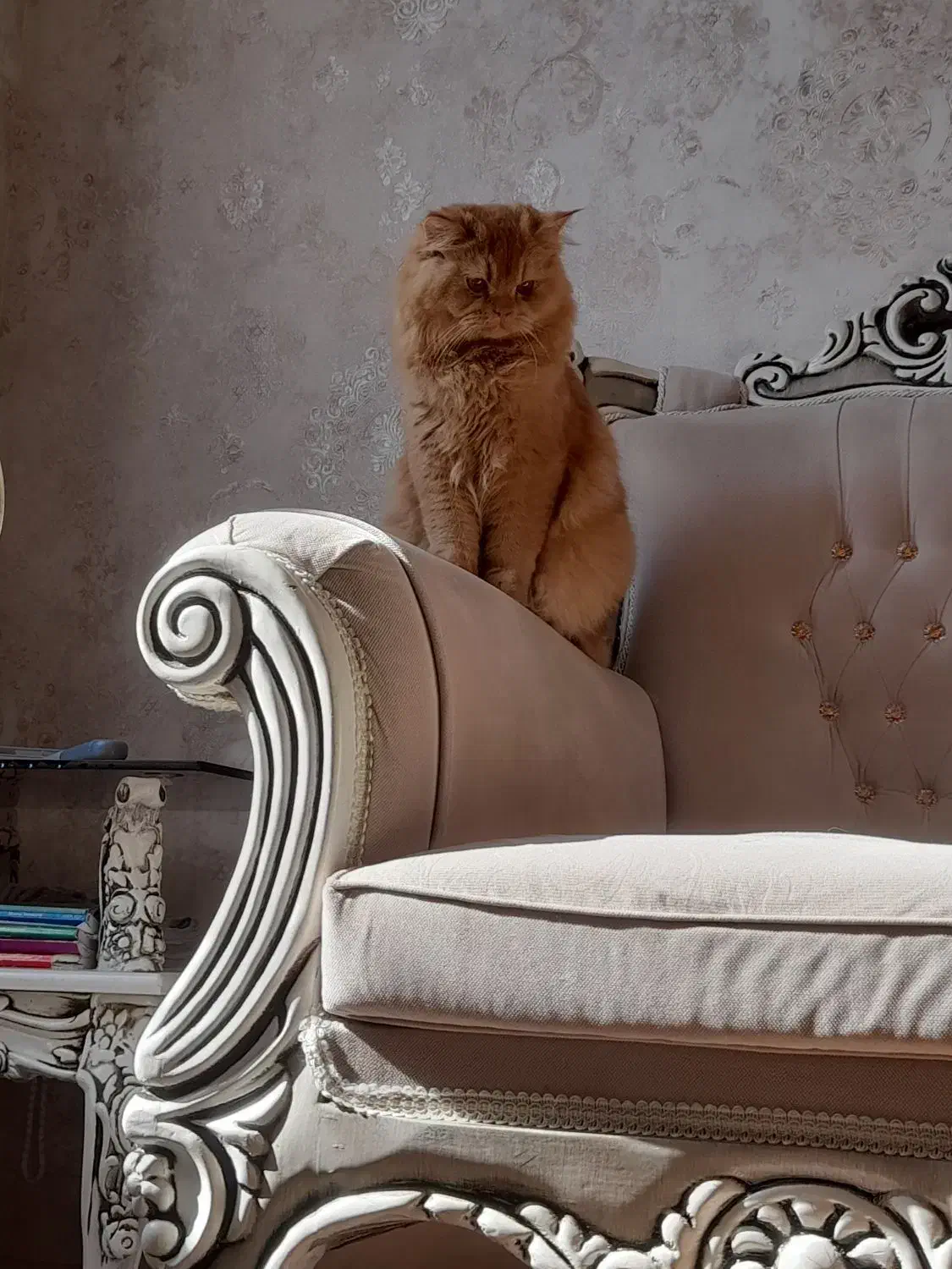 گربه پرشین نر و ماده|گربه|اردبیل, |دیوار