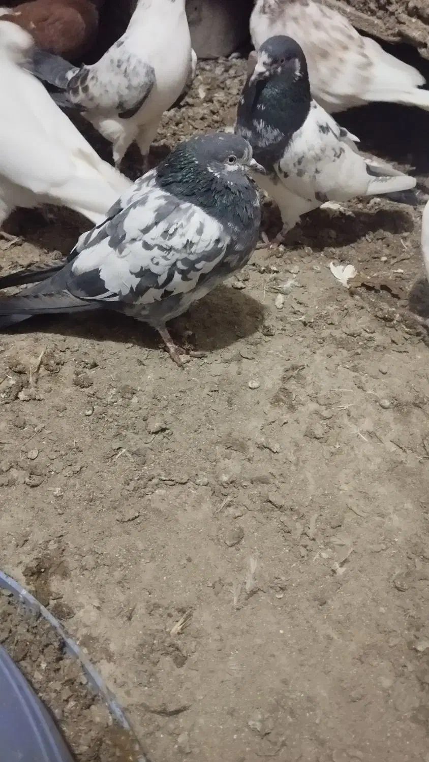 4عدد پاکستانی سه نر یه ماده|پرنده|قصابه, |دیوار