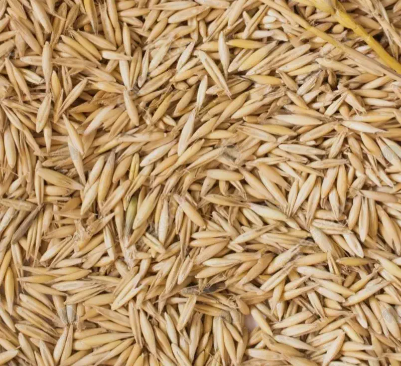 جو تمیز|عمده‌فروشی|چوار, |دیوار