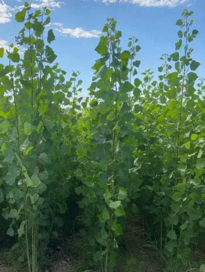 نهال گردو بادام هلو شلیل زردآلو|گل و گیاه طبیعی|رشت, شهرک قدس|دیوار