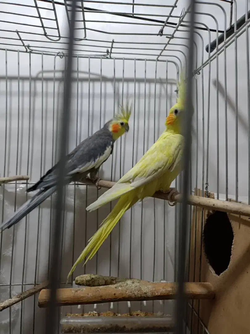 عروس پاریس|پرنده|سوسنگرد, |دیوار