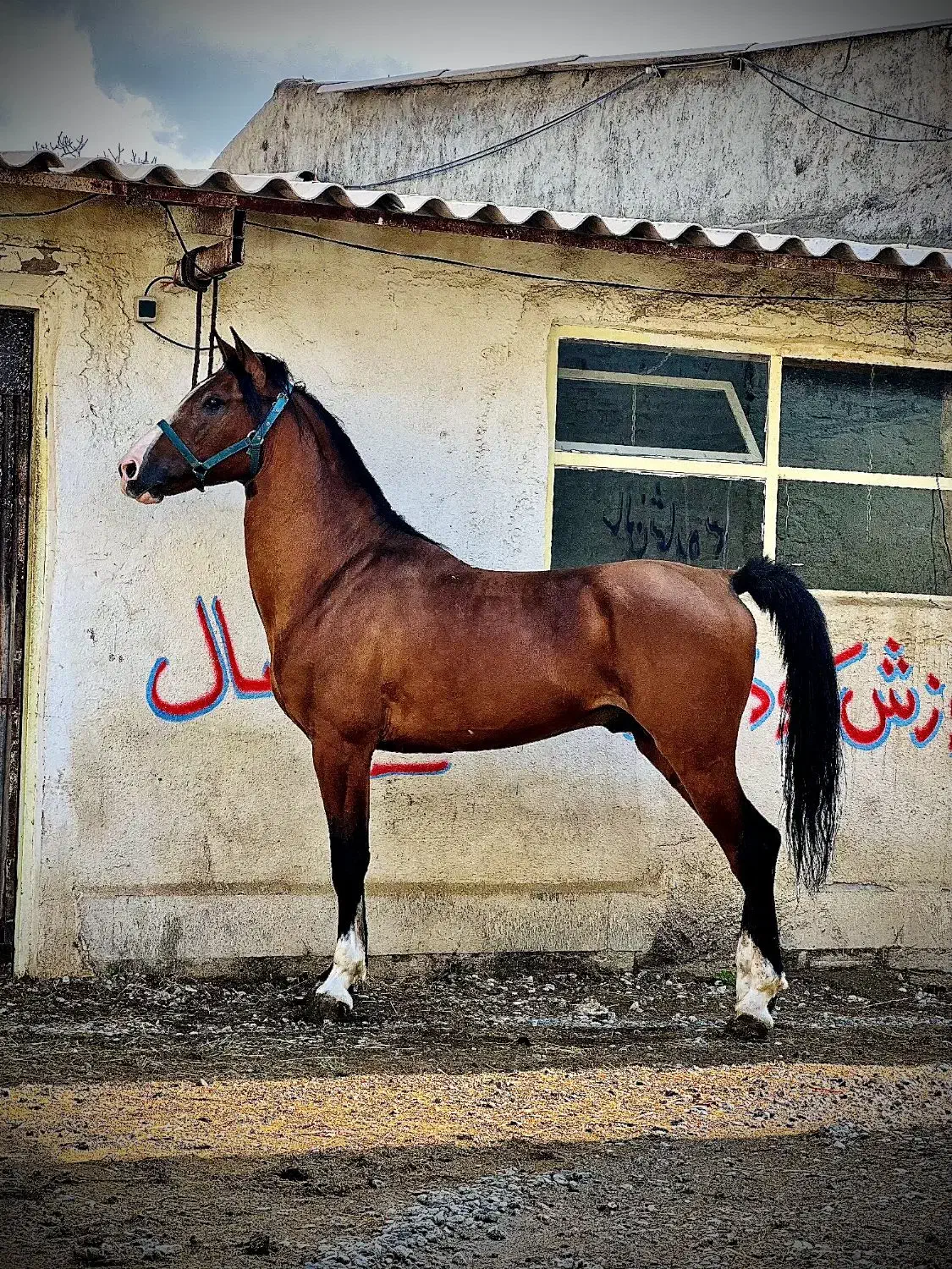 سیلمی تاراج|اسب و تجهیزات اسب‌سواری|مراغه, |دیوار