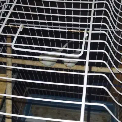 مرغ عشق|پرنده|بندرعباس, |دیوار