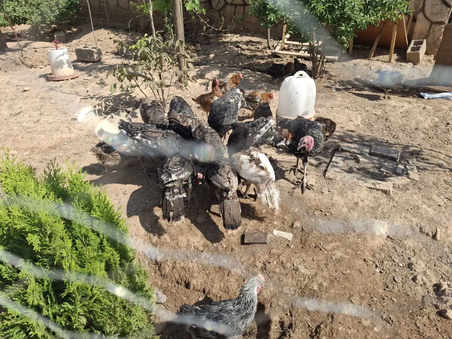 مرغ و خروس .بوقلمو|حیوانات مزرعه|شیراز, ده پیاله|دیوار