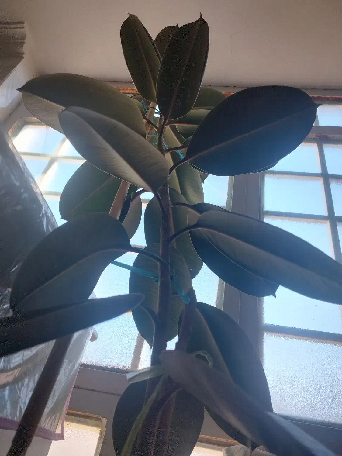 گل فیکوس|گل و گیاه طبیعی|خواف, |دیوار