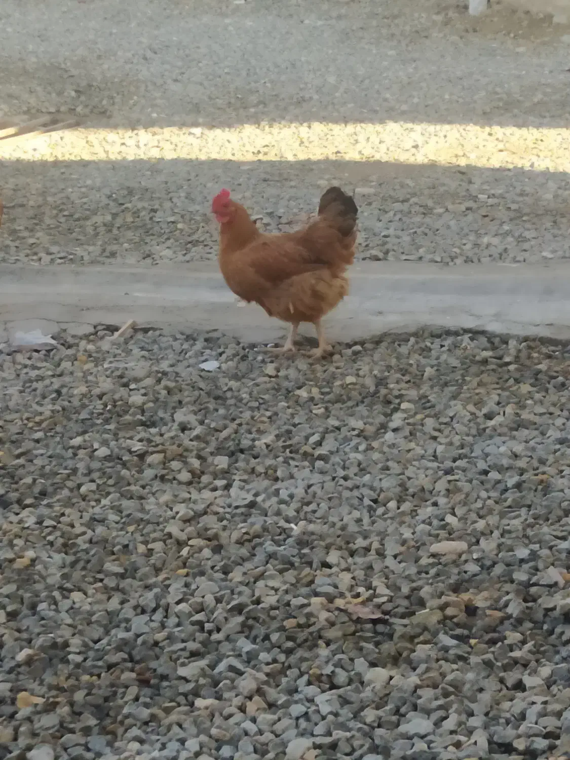 مرغ لاری|حیوانات مزرعه|سقز, |دیوار