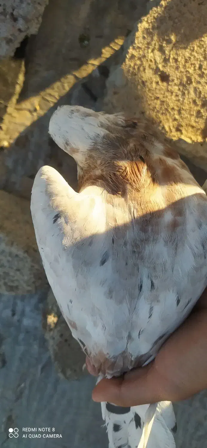 کبوتر|پرنده|بیلوار, |دیوار