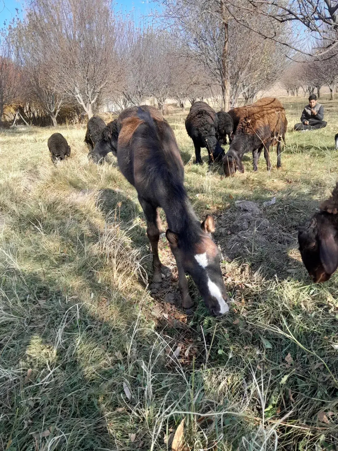 مادیان همراه با کره و آبستن،عکس اول برای ۳ماه قبله|اسب و تجهیزات اسبسواری|ترکمانچای, |دیوار
